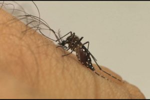 Universidade de Brasília faz pesquisas para controlar Aedes aegypti