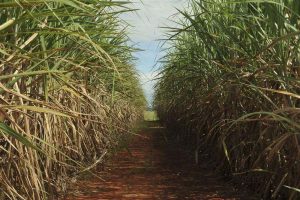Produção estimada de cana-de-açúcar é de 610 milhões de toneladas