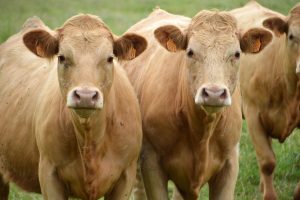 Rússia cancela embargo à importação de carne bovina brasileira