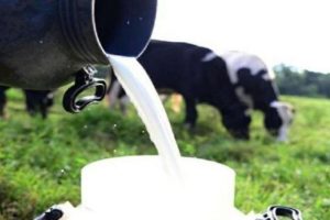 Agricultura familiar ajuda a aumentar produção leiteira no Nordeste