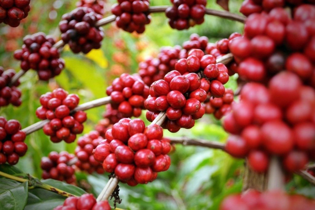 Conab prevê aumento de 7,5% na colheita de café em relação a 2022