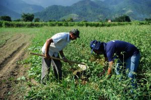 Nova lei prevê estímulo à modernização da agricultura familiar