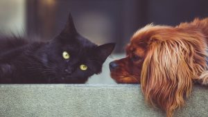 Projeto torna obrigatória a vacinação de cães e gatos contra raiva e leptospirose