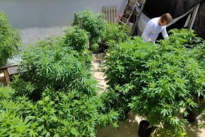 Anvisa proíbe importação de cannabis in natura e partes da planta; saiba mais