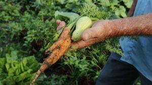 Brasil propõe associar agricultura familiar a comércio de alimentos