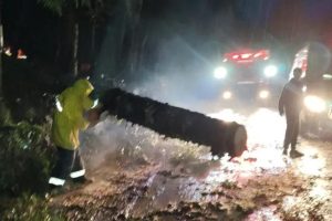 Ciclone arranca árvores e postes, interdita estradas e causa estragos em SC