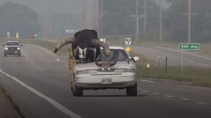 Um homem foi parado por policiais em Nebraska, nos Estados Unidos, por dirigir com um touro gigante acomodado no banco do passageiro.