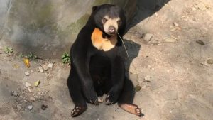 Após usuários perguntarem se um urso do Zoológico de Hangzhou, na China, era um humano fantasiado, o local confirmou que era um urso malaio.