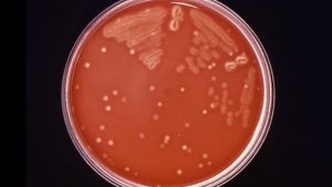 bacteria-carnivora