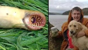 'Peixe-vampiro' é capturado em rio no País de Gales