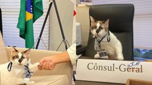 Conheça o gato que 'trabalha' de gravata e crachá no Consulado do Japão no Recife