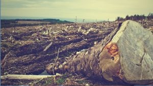 Bolívia e Brasil são os países com maior perda de cobertura florestal