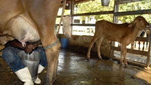 Fazenda remaneja R$ 707 mi em crédito para ajudar produtores de leite