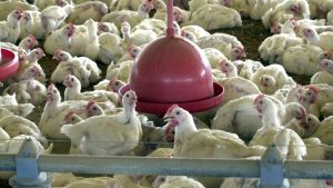 Diante da confirmação de um foco de influenza aviária no município de Bonito, está suspensa a importação de ovos e carne de aves.