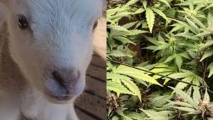 O que sabe sobre as ovelhas que comeram uma plantação de cannabis?