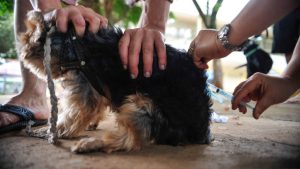 Após 40 anos, capital paulista registra primeiro caso de raiva canina