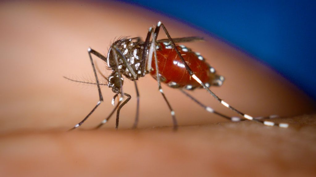Dengue vai disparar no Sul da Europa, EUA e África nesta década, segundo OMS