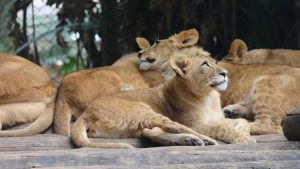 Zoo de SP ganha 4 filhotes de leão e escolhe nomes com eleição online; veja opções