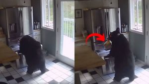 Urso é flagrado roubando lasanha de geladeira em casa dos EUA