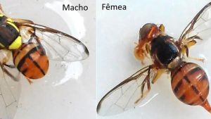 O Ministério da Agricultura e Pecuária declarou emergência fitossanitária no Amapá, Amazonas, Pará e em Roraima devido a mosca-da-carambola.