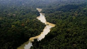 governo-desenvolvimento-florestal