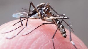 O boletim semanal Panorama da Dengue mostrou que o estado está com um número de casos prováveis seis vezes acima do limite máximo esperado