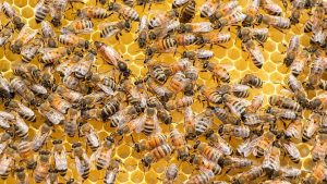 Casal morre após ser atacado por enxame de abelhas em MG