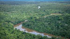 BNDES e Petrobras investem na recuperação de manguezais do Brasil