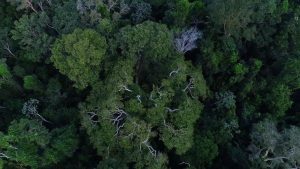Obra mostra importância da Amazônia e de mais 4 florestas para o clima
