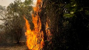 Deputado federal anuncia busca apoio das Forças Armadas para combater incêndios no Pantanal