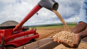 Produtores brasileiros devem colher 312,3 milhões de toneladas de grãos na safra 2023/24 – volume 2,4% inferior ao da temporada passada.