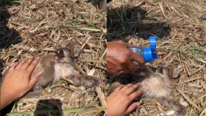 Um filhote de onça-parda foi encontrado durante uma colheita de cana em Vicentina, cidade a 378 km de Campo Grande.