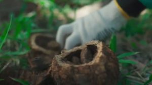 Estudo desenvolvido pela Empresa Brasileira de Pesquisa Agropecuária (Embrapa) mostra que a castanha-da-amazônia, também conhecida como castanha-do-pará, está impulsionando o desenvolvimento sustentável da Região Norte por meio de pagamentos por serviços ambientais.