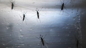 surto-endemia-pandemia-epidemia-diferenças-dengue-brasil