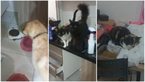 Polícia resgata animais de Bruna Surfistinha depois de denúncia de abandono