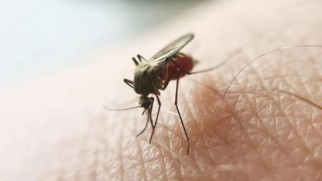 São Paulo registra dois casos de infecção por malária
