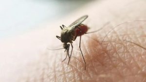 São Paulo registra dois casos de infecção por malária