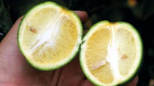 A Secretaria de Agricultura e Abastecimento (SAA), por meio da Coordenadoria de Defesa Agropecuária (CDA), informa aos produtores de citros que o relatório cancro/HLB (Greening) deve ser entregue até o próximo dia 15 de janeiro.