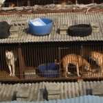 Coreia do Sul aprova projeto que proíbe o consumo de carne de cachorro