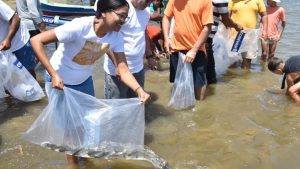 Mutirão solta 150 mil peixes em municípios do Sergipe no fim de semana