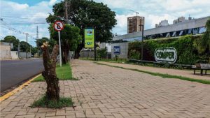 Árvore decepada na Rua Joaquim Murtinho surpreende moradores em Campo Grande