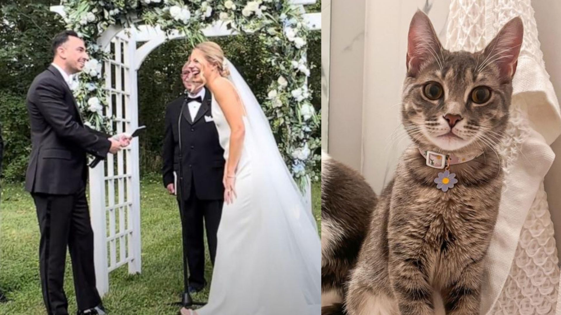 In the United States of America, a cat storms the wedding ceremony and is adopted by the bride and groom: “Loving and affectionate.”