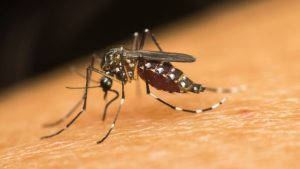 A faixa etária dos 30 aos 39 anos segue respondendo pelo maior número de casos registrados de dengue no Brasil