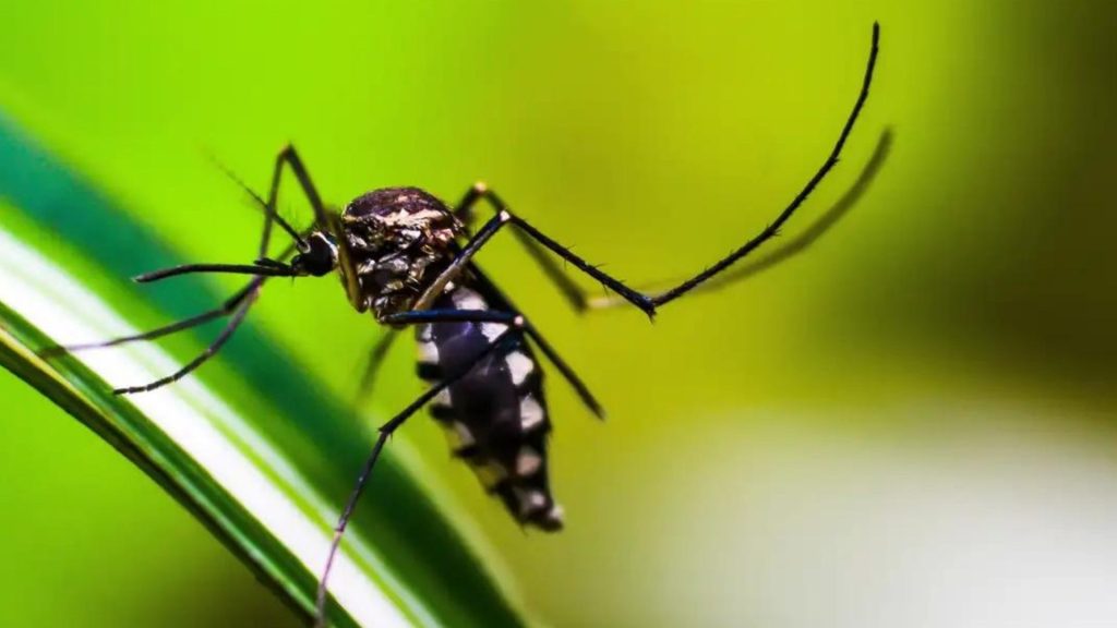 rio-de-janeiro-epidemia-dengue