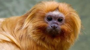De acordo com os profissionais que trabalharam na reabilitação, os micos-leões estavam desnutridos e as araras aparentavam estresse