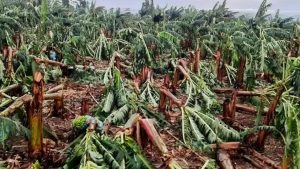 Um fenômeno meteorológico chamado downburst devastou plantações de banana na região do Vale do Ribeira, em São Paulo, após gerar ventos de 125 km/h. O episódio ocorreu na última terça-feira (13) e afetou principalmente o município de Sete Barras.