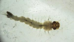 O método Wolbachia consiste em inserir a bactéria em ovos do mosquito, em laboratório, e, assim, criar Aedes aegypti que têm o microrganismo