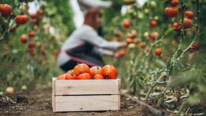 Buscando trazer novas tecnologias para melhor aproveitamento da cultura, a Embrapa desenvolveu um tipo de tomate cereja chamado de BRS Zamir