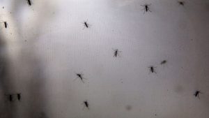 startup-drones-mosquito-dengue