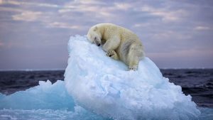 O registro do urso foi feito pelo fotógrafo amador britânico Nima Sarikhani, mais especificamente no arquipélago ártico norueguês de Svalbard